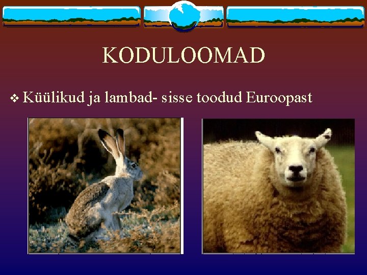 KODULOOMAD v Küülikud ja lambad- sisse toodud Euroopast 