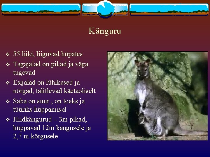 Känguru v v v 55 liiki, liiguvad hüpates Tagajalad on pikad ja väga tugevad