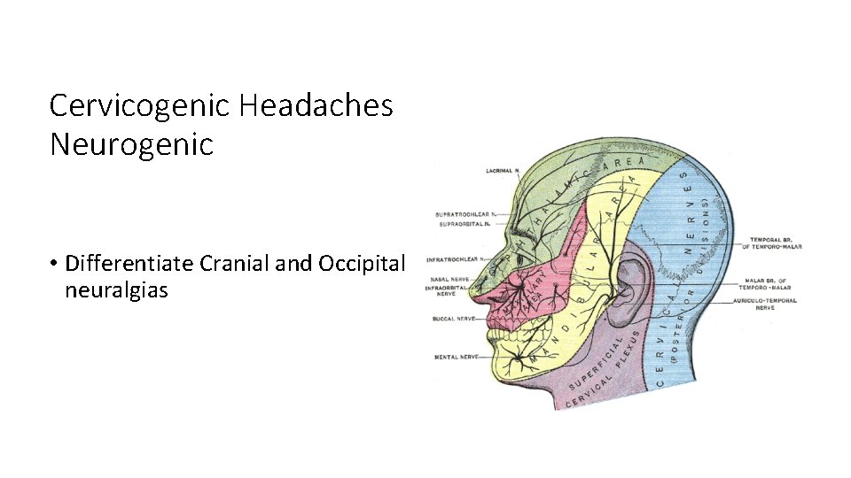 Cervicogenic Headaches Neurogenic • Differentiate Cranial and Occipital neuralgias 