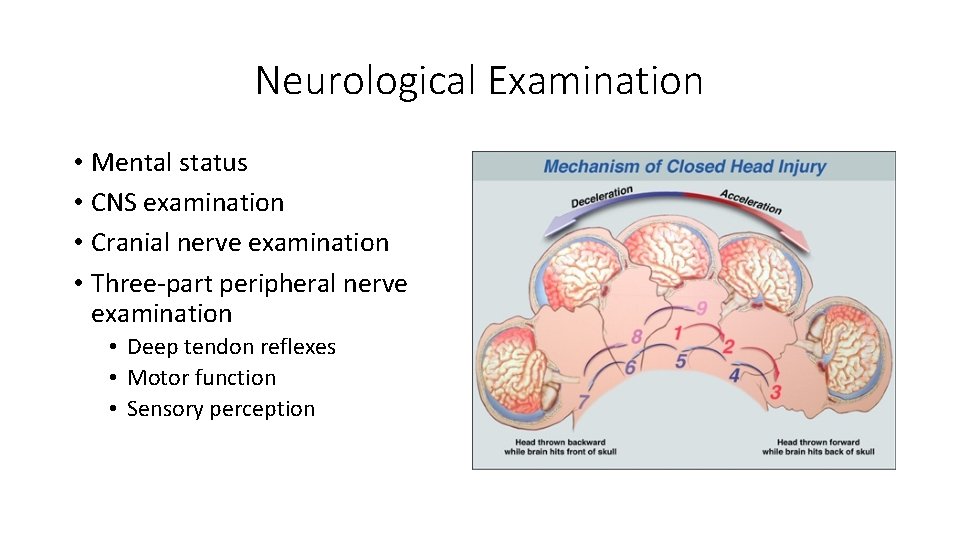 Neurological Examination • Mental status • CNS examination • Cranial nerve examination • Three‐part