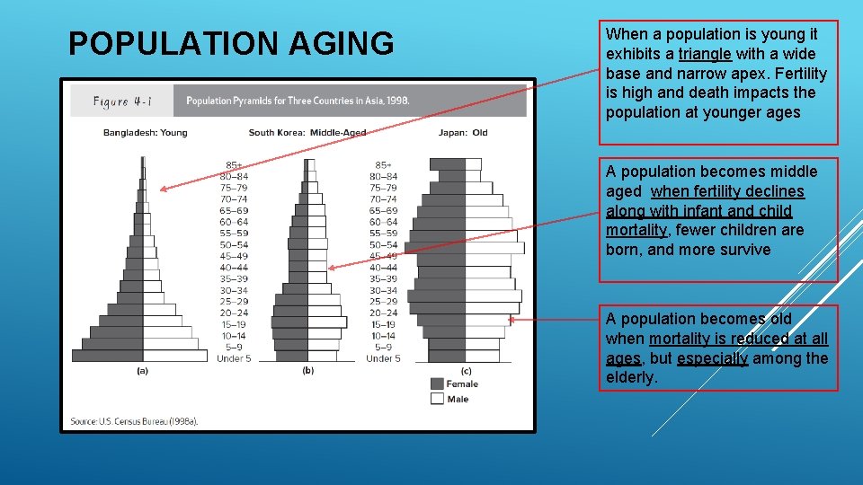 POPULATION AGING When a population is young it exhibits a triangle with a wide