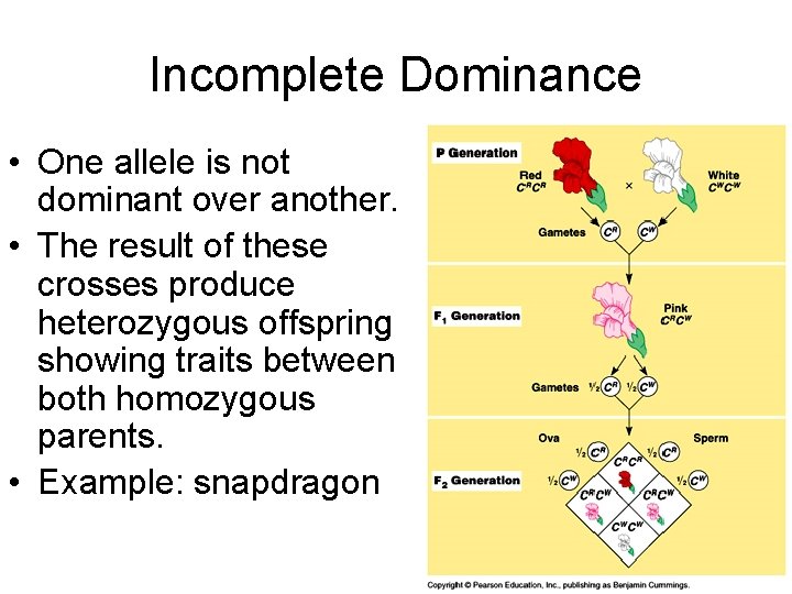 Incomplete Dominance • One allele is not dominant over another. • The result of