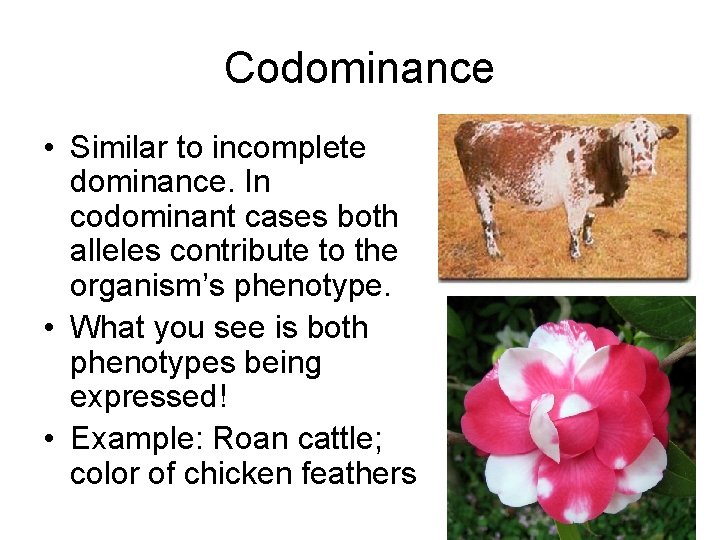 Codominance • Similar to incomplete dominance. In codominant cases both alleles contribute to the