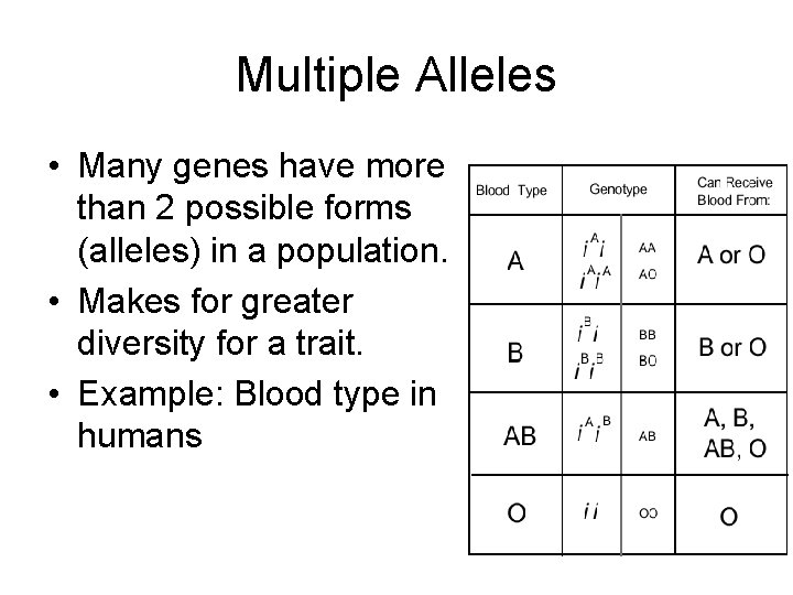 Multiple Alleles • Many genes have more than 2 possible forms (alleles) in a