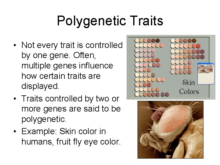 Polygenetic Traits • Not every trait is controlled by one gene. Often, multiple genes