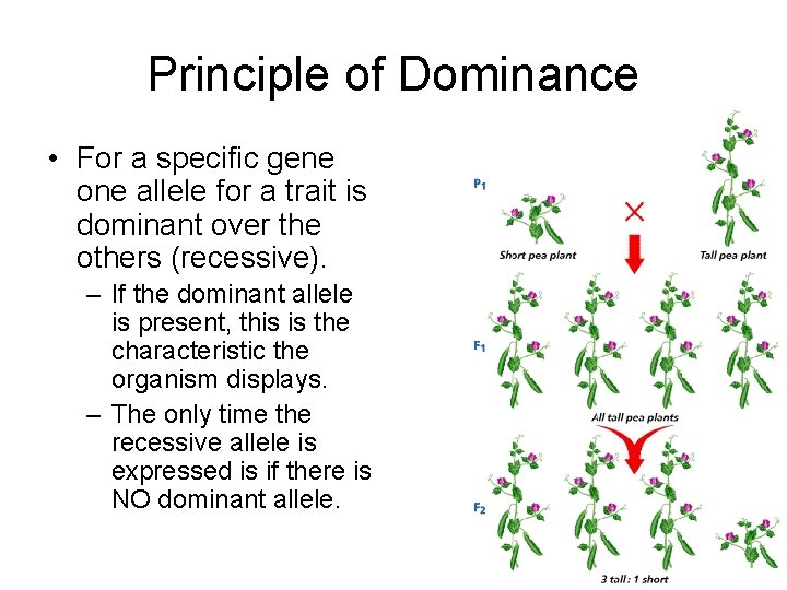 Principle of Dominance • For a specific gene one allele for a trait is