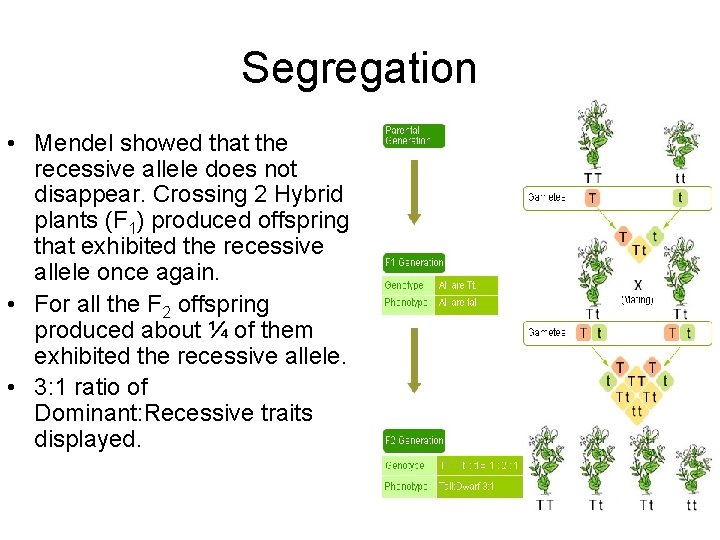 Segregation • Mendel showed that the recessive allele does not disappear. Crossing 2 Hybrid