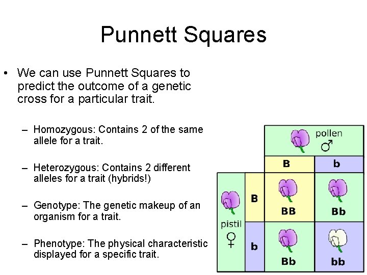 Punnett Squares • We can use Punnett Squares to predict the outcome of a