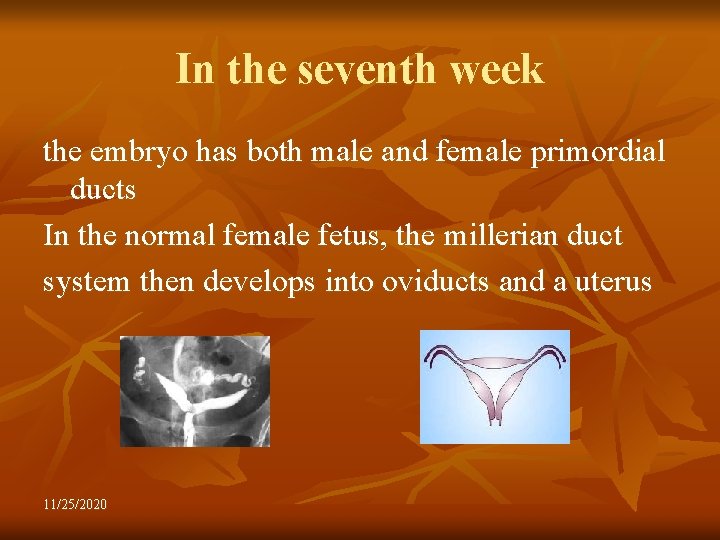 In the seventh week the embryo has both male and female primordial ducts In