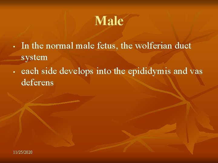 Male • • In the normal male fetus, the wolferian duct system each side