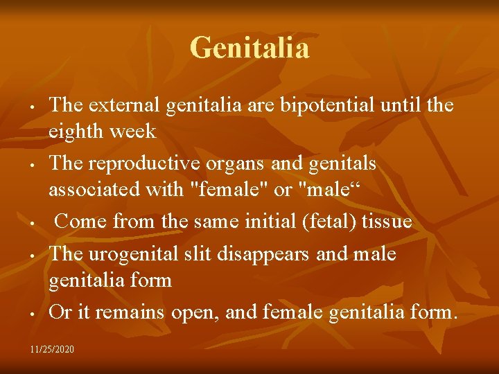 Genitalia • • • The external genitalia are bipotential until the eighth week The