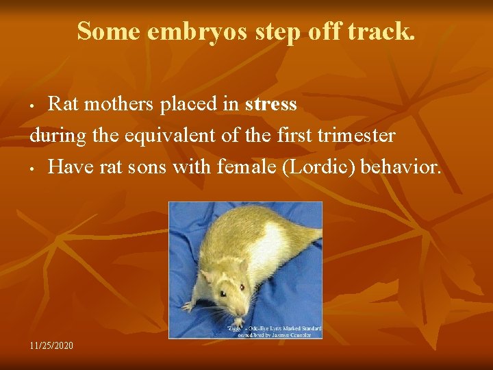 Some embryos step off track. Rat mothers placed in stress during the equivalent of