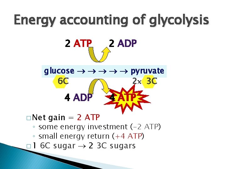 Energy accounting of glycolysis 2 ATP 2 ADP glucose pyruvate 2 x 3 C