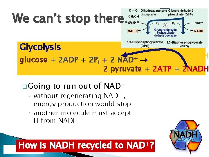 We can’t stop there…. glucose + 2 ADP + 2 Pi + 2 NAD+