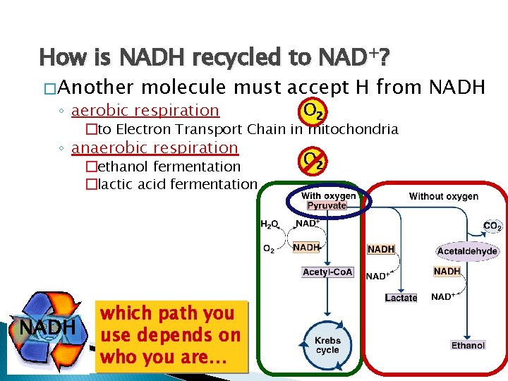 How is NADH recycled to NAD+? � Another molecule must accept H from NADH