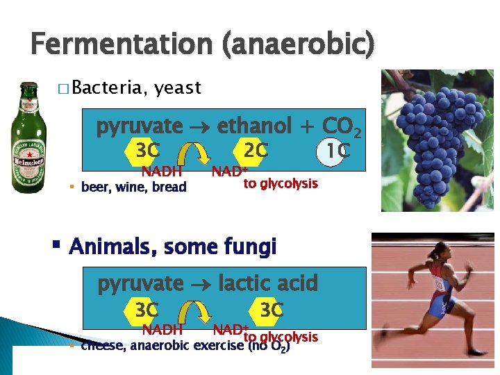 Fermentation (anaerobic) � Bacteria, yeast pyruvate ethanol + CO 2 3 C NADH §