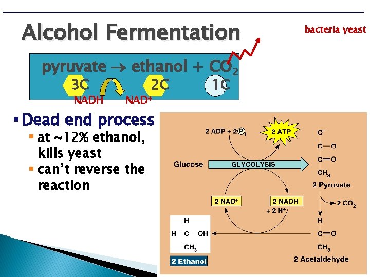 Alcohol Fermentation pyruvate ethanol + CO 2 3 C NADH 2 C NAD+ §