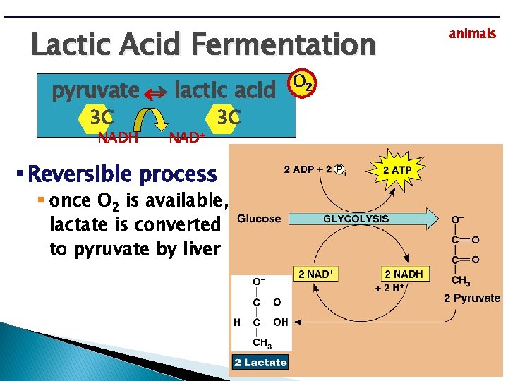 Lactic Acid Fermentation pyruvate lactic acid NADH 3 C NAD+ 3 C § Reversible