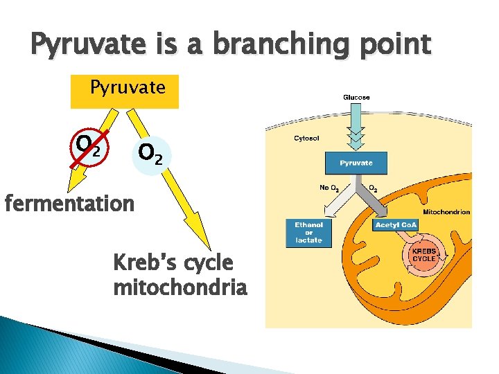 Pyruvate is a branching point Pyruvate O 2 fermentation Kreb’s cycle mitochondria 