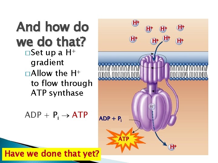 And how do we do that? H+ H+ � Set up a H+ gradient