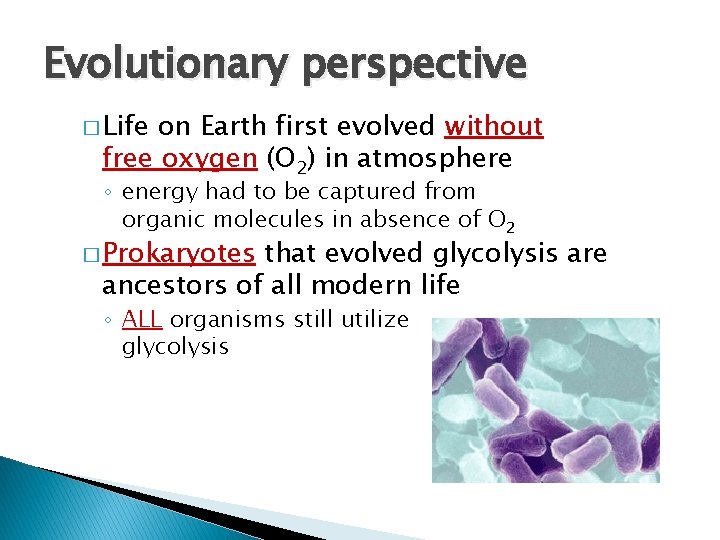 Evolutionary perspective � Life on Earth first evolved without free oxygen (O 2) in