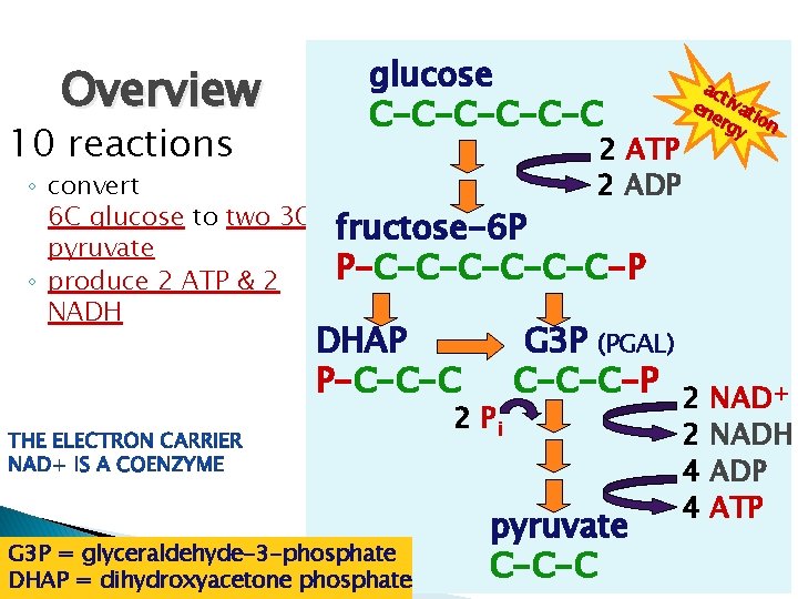 Overview 10 reactions ◦ convert 6 C glucose to two 3 C pyruvate ◦