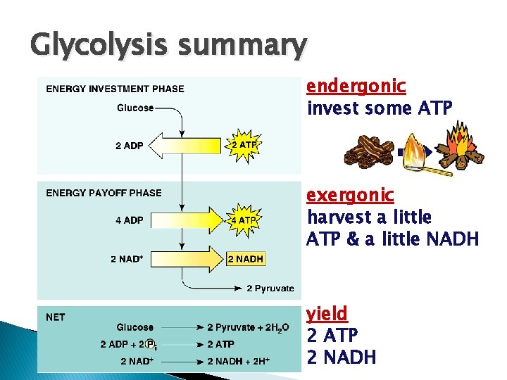 Glycolysis summary endergonic invest some ATP exergonic harvest a little ATP & a little