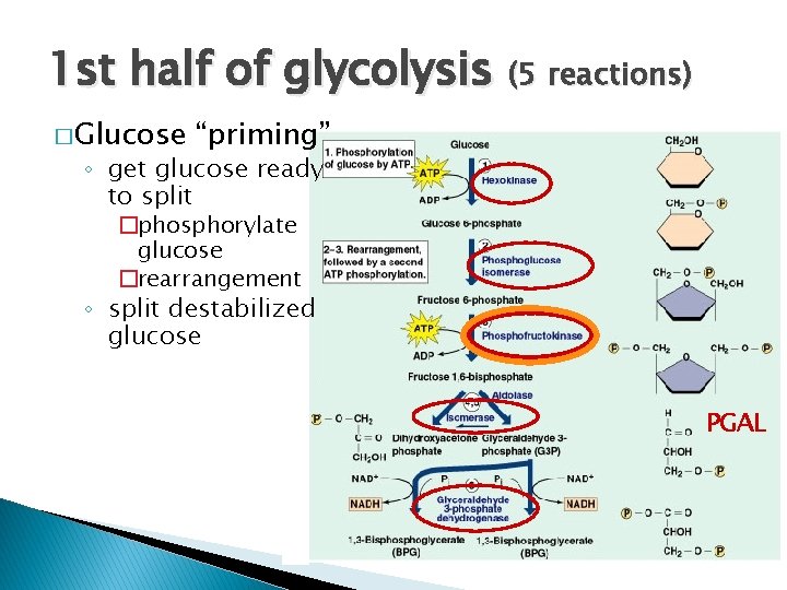 1 st half of glycolysis (5 reactions) �Glucose “priming” ◦ get glucose ready to