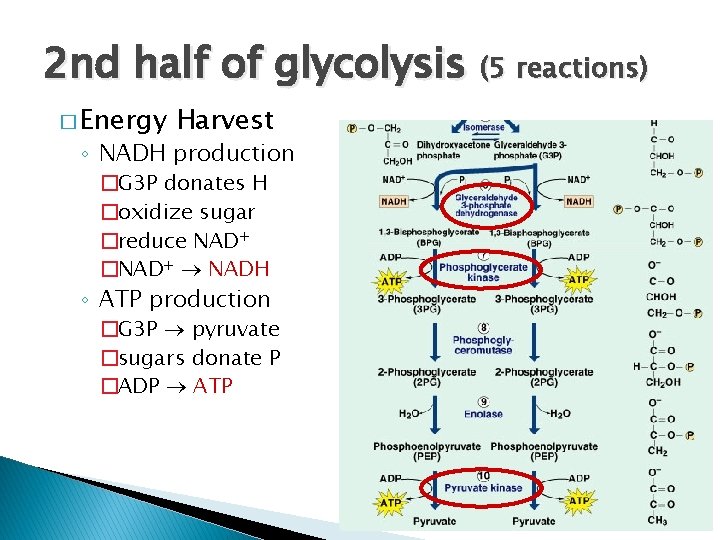 2 nd half of glycolysis (5 reactions) � Energy Harvest ◦ NADH production �G