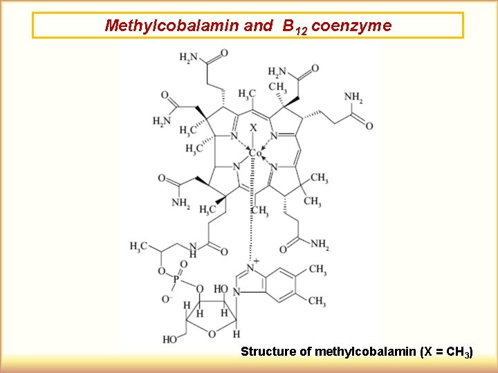 Methylcobalamin and B 12 coenzyme Structure of methylcobalamin (X = CH 3) 