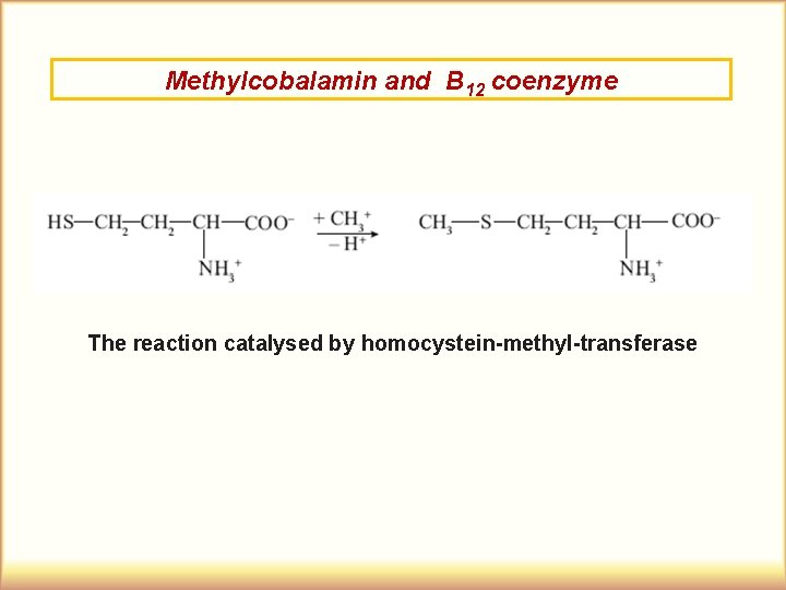 Methylcobalamin and B 12 coenzyme The reaction catalysed by homocystein-methyl-transferase 