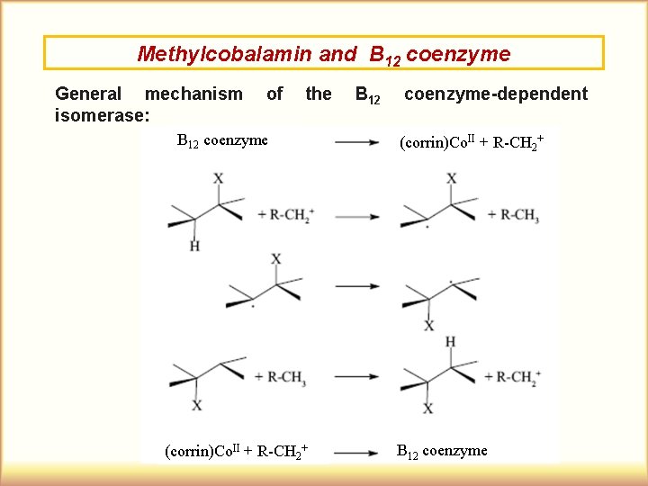 Methylcobalamin and B 12 coenzyme General mechanism isomerase: of the B 12 coenzyme (corrin)Co.