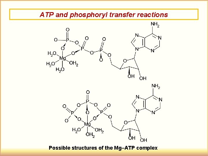 ATP and phosphoryl transfer reactions Possible structures of the Mg–ATP complex 