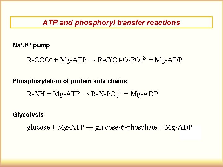 ATP and phosphoryl transfer reactions Na+, K+ pump R-COO- + Mg-ATP → R-C(O)-O-PO 32