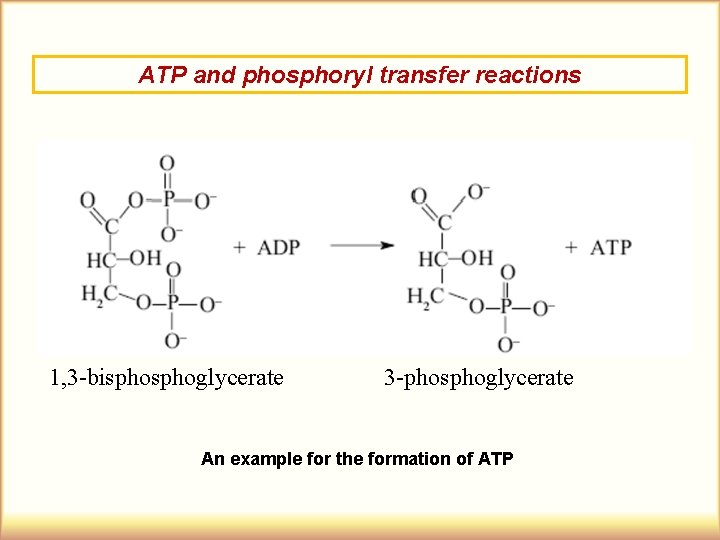 ATP and phosphoryl transfer reactions 1, 3 -bisphoglycerate 3 -phosphoglycerate An example for the