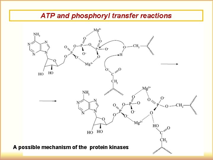 ATP and phosphoryl transfer reactions A possible mechanism of the protein kinases 