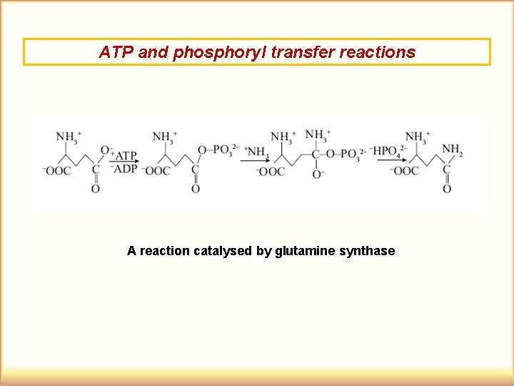 ATP and phosphoryl transfer reactions A reaction catalysed by glutamine synthase 