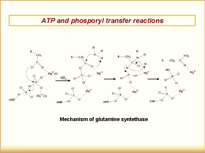 ATP and phosporyl transfer reactions NH 3 Mechanism of glutamine syntethase 