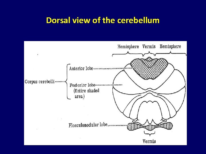 Dorsal view of the cerebellum 