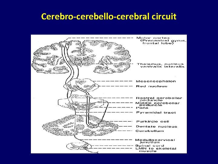 Cerebro-cerebello-cerebral circuit 