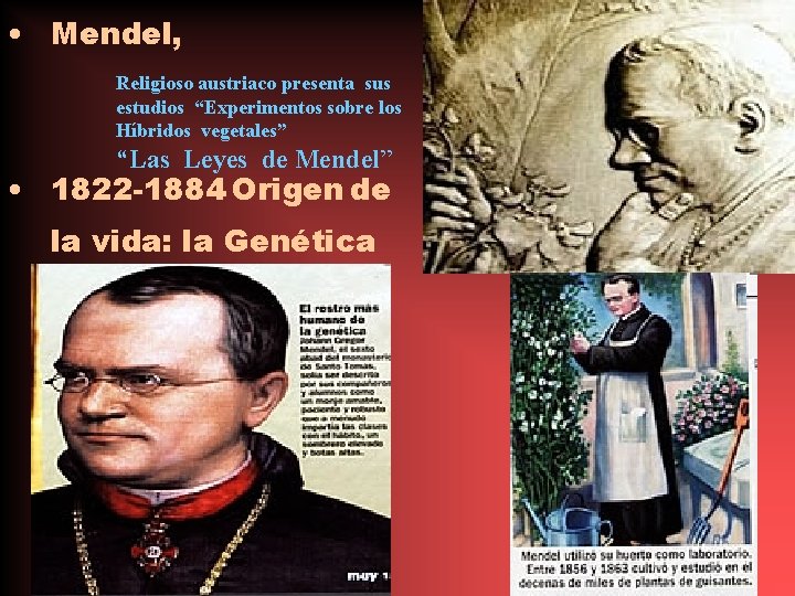 • Mendel, Religioso austriaco presenta sus estudios “Experimentos sobre los Híbridos vegetales” “Las • Mendel, Religioso austriaco presenta sus estudios “Experimentos sobre los Híbridos vegetales” “Las