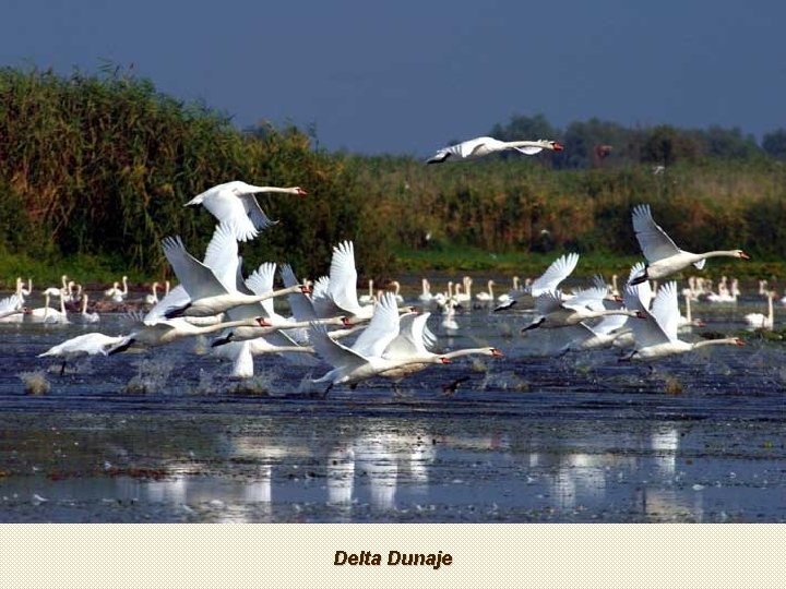 Delta Dunaje 