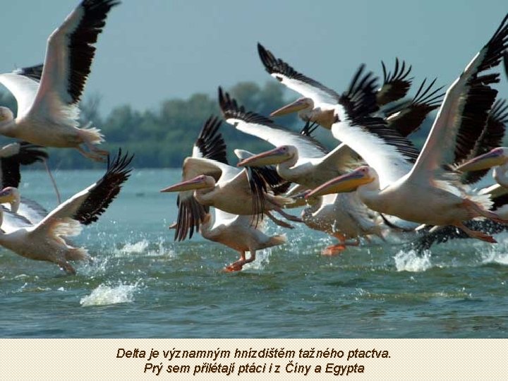 Delta je významným hnízdištěm tažného ptactva. Prý sem přilétají ptáci i z Číny a