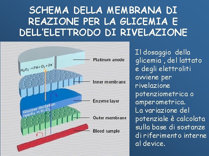 SCHEMA DELLA MEMBRANA DI REAZIONE PER LA GLICEMIA E DELL’ELETTRODO DI RIVELAZIONE Il dosaggio