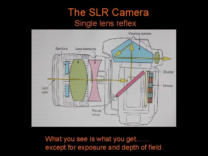 The SLR Camera Single lens reflex What you see is what you get…. .