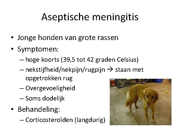 Aseptische meningitis • Jonge honden van grote rassen • Symptomen: – hoge koorts (39,