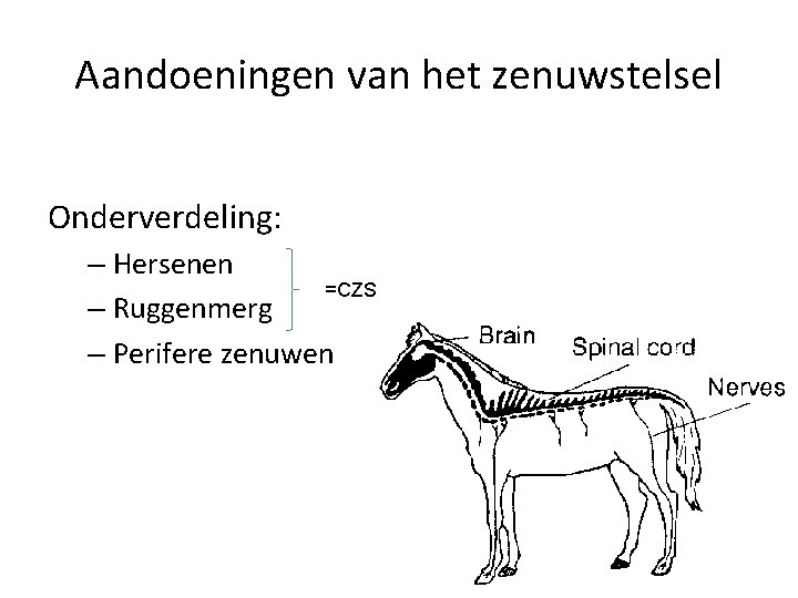 Aandoeningen van het zenuwstelsel Onderverdeling: – Hersenen =CZS – Ruggenmerg – Perifere zenuwen 