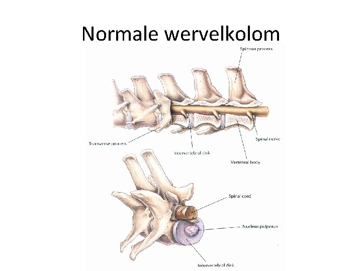 Normale wervelkolom 