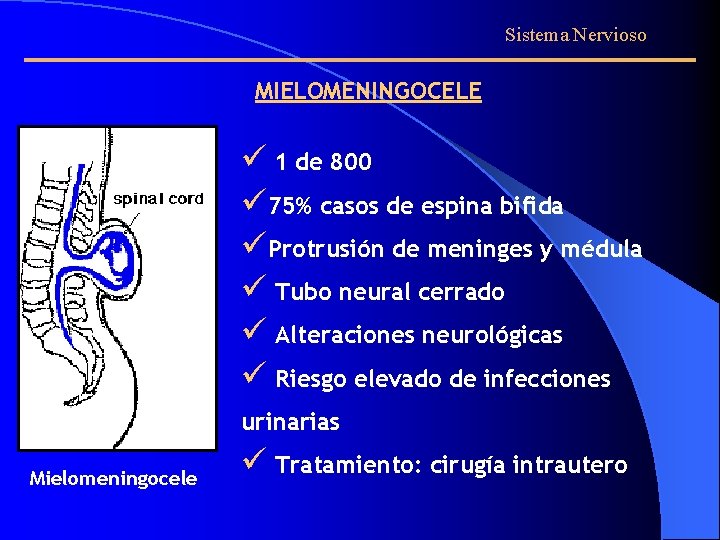 Sistema Nervioso MIELOMENINGOCELE ü 1 de 800 ü 75% casos de espina bifida üProtrusión
