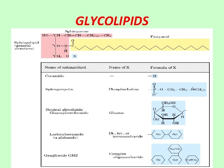 GLYCOLIPIDS 